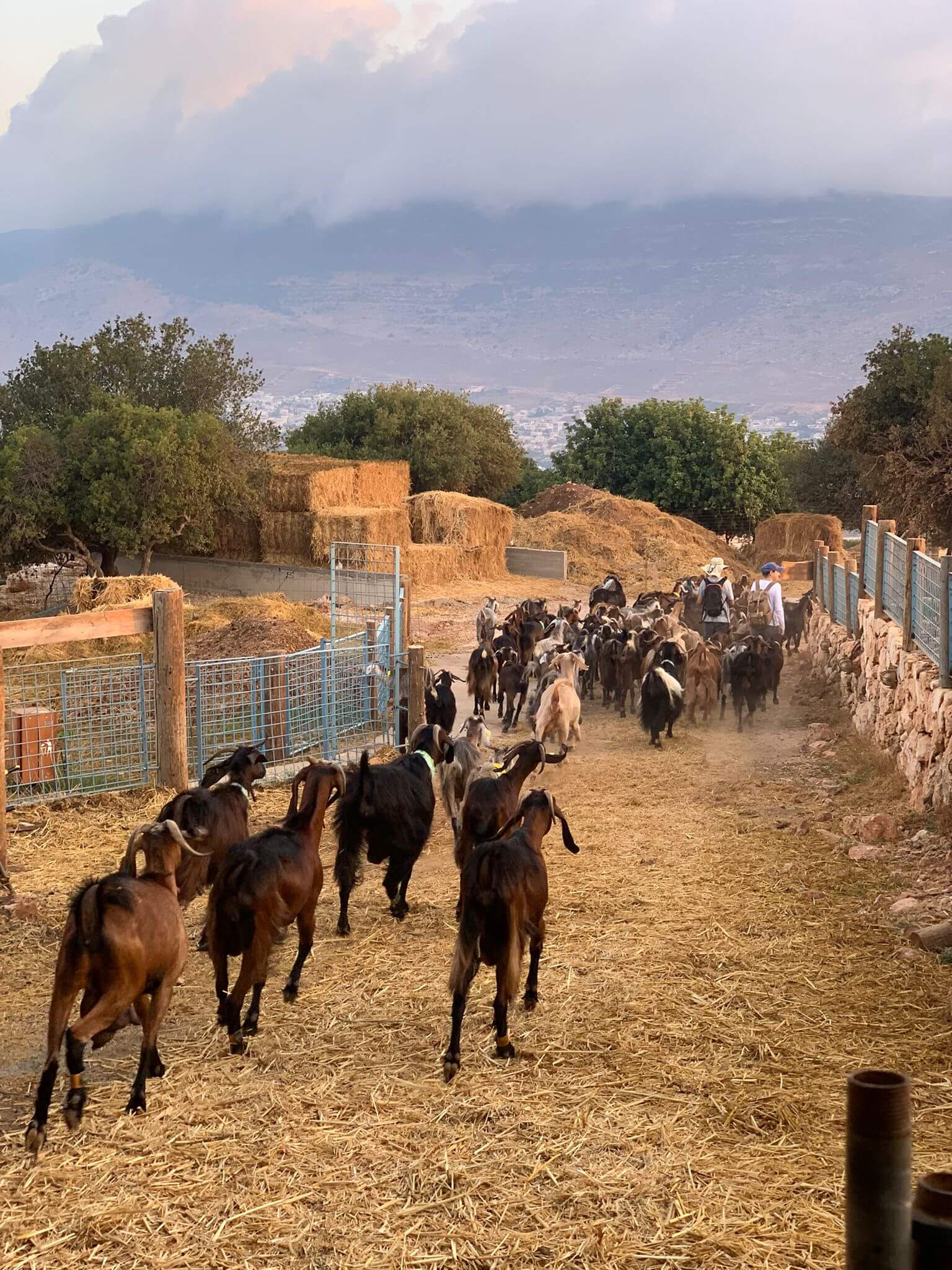 סדנת גבינה בגליל