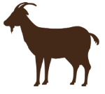 goat
