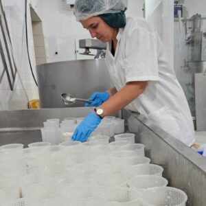 Filling dozens of cheese moulds with fresh curd at the GVINAGE cheese dairy