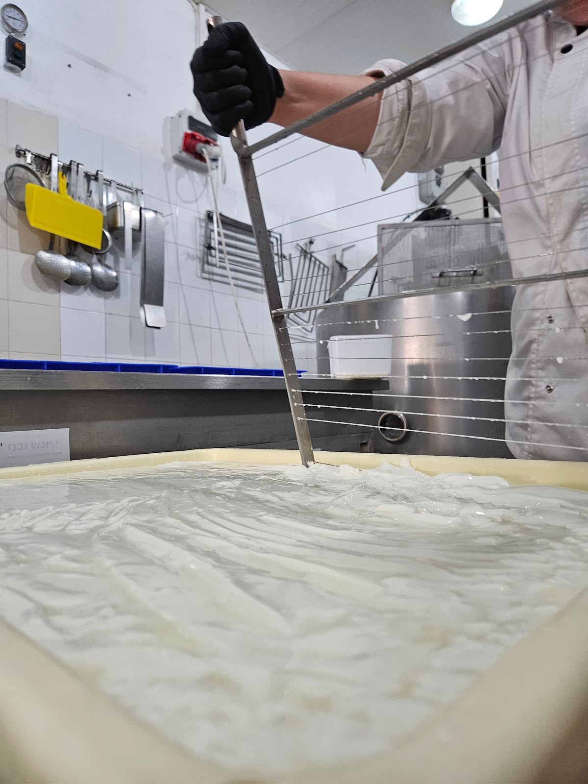 Cutting the curd with a wire harp at the GVINAGE dairy