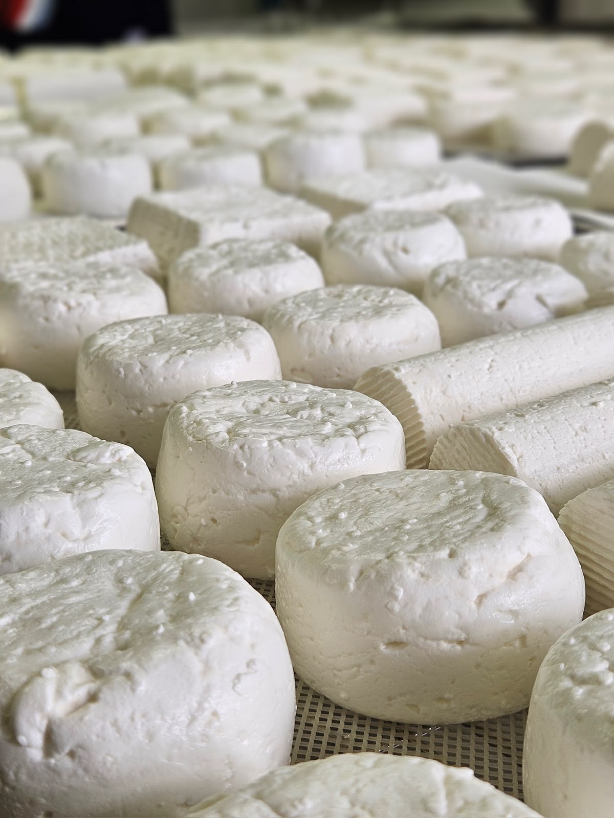 Fresh goat cheeses drying on a rack at the GVINAGE dairy at Rom Farm