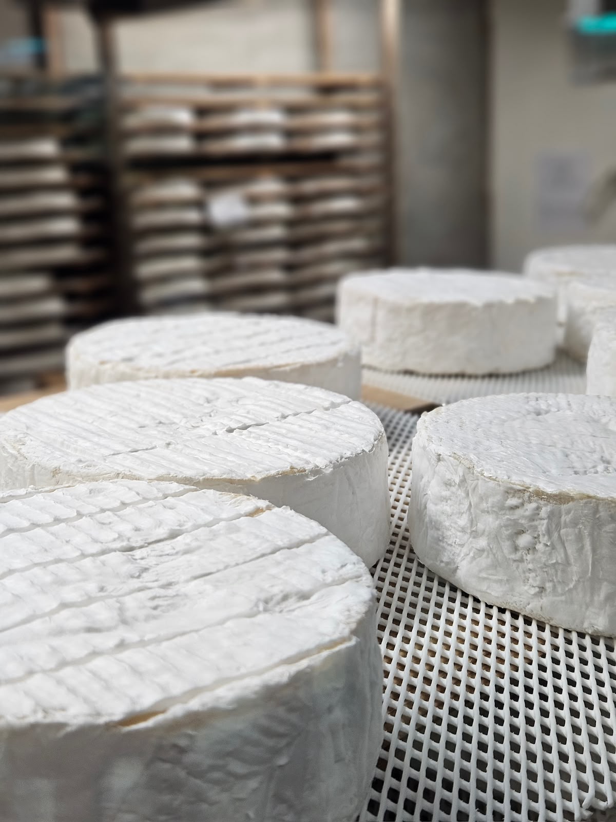 Soft cheeses with a white-mould rind ripening on a rack at the GVINAGE dairy